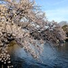井の頭恩賜公園の桜
