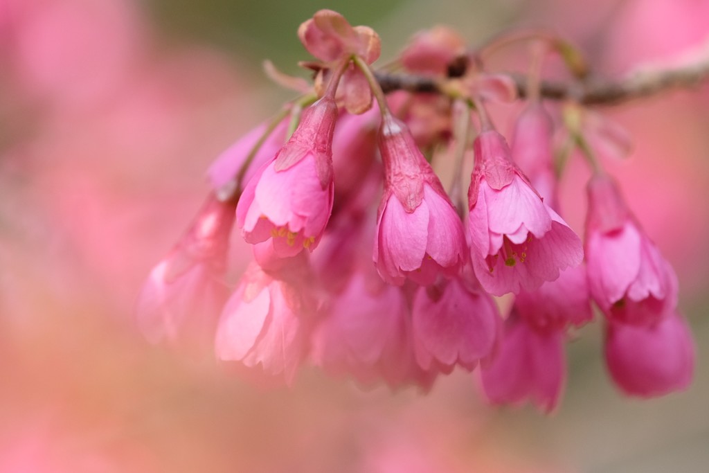 寒緋桜