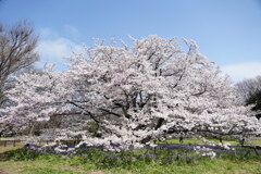 ソトオリヒメ桜