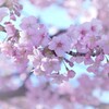 春色♡