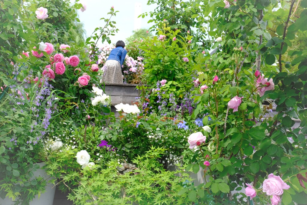 秘密の花園