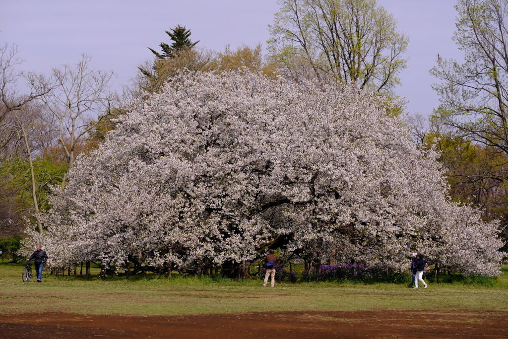 大島桜満開