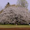 大島桜満開