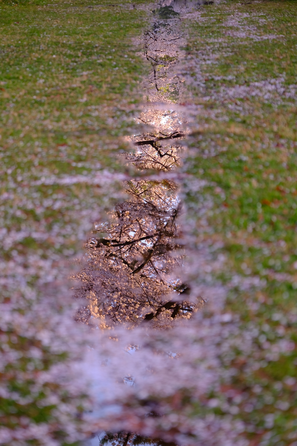 雨上がりに