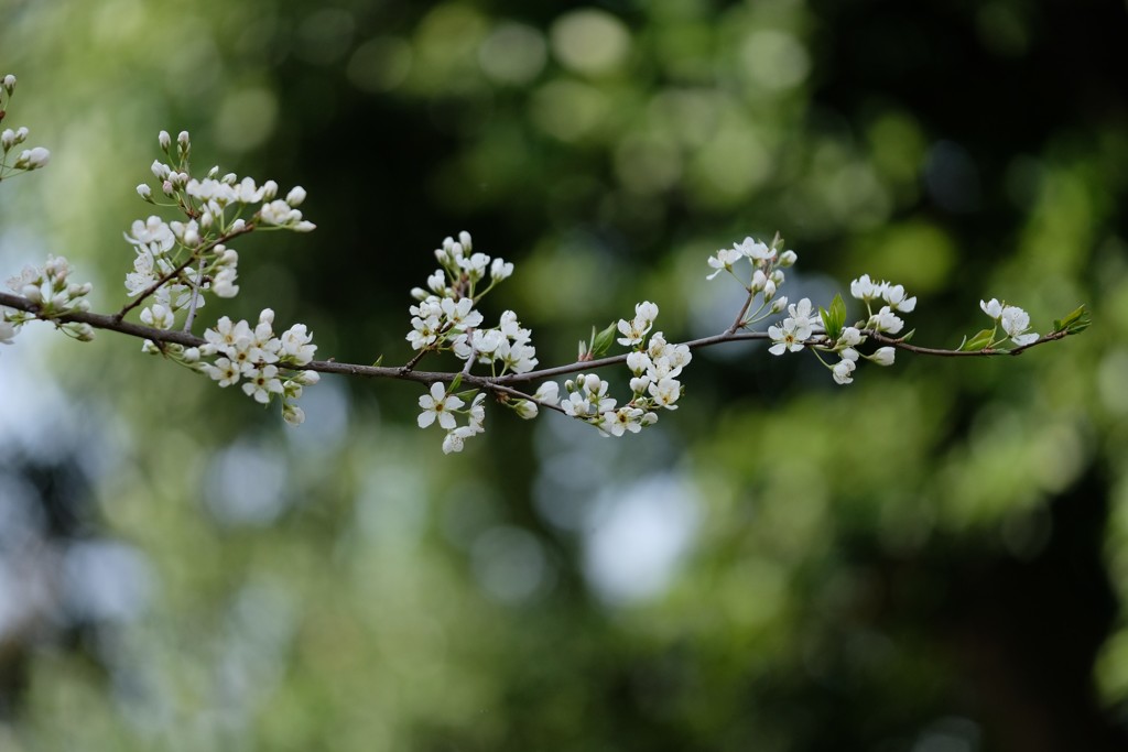 スモモの花