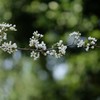 スモモの花