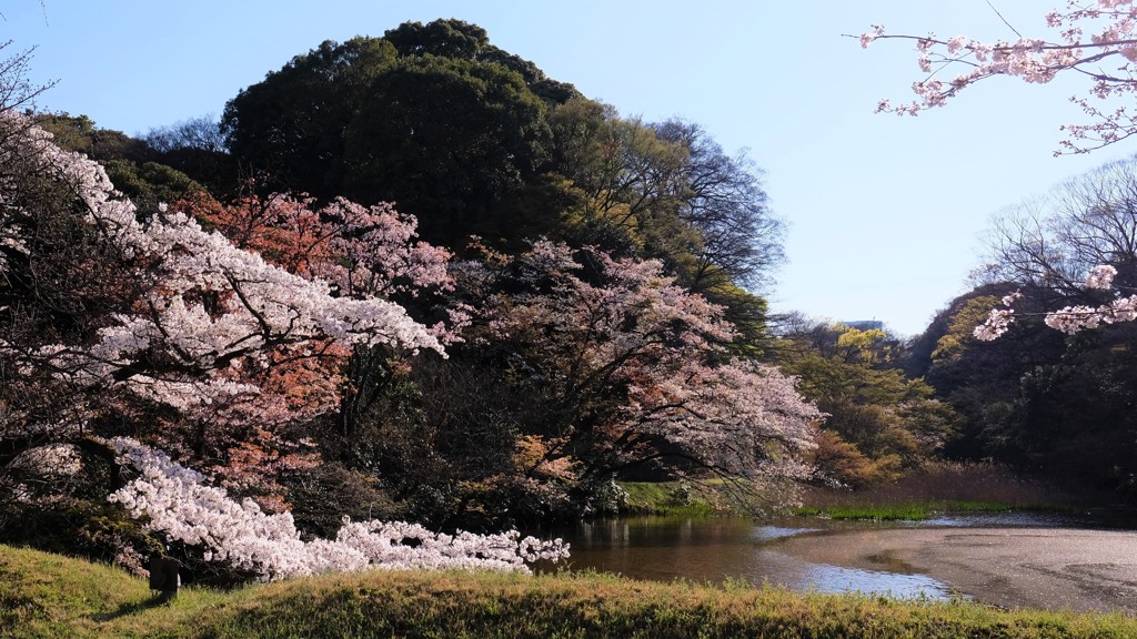 道灌堀の春景色