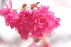 八重寒緋桜