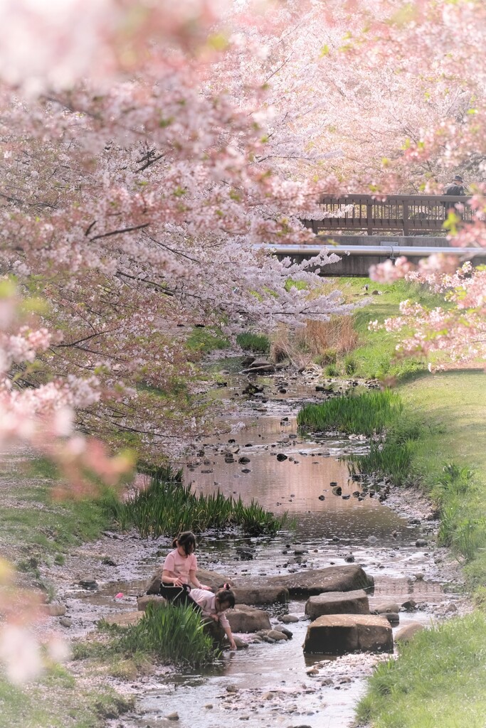 春の野川