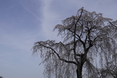 霊園の枝垂桜