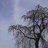 霊園の枝垂桜