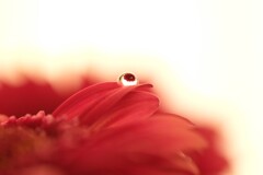 目玉おやじの夢