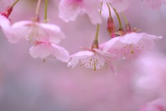 雨の日の桜