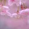 雨の日の桜