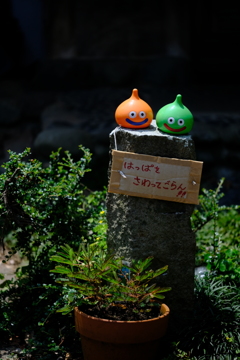 庭先の自然観察会
