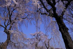 霊園の桜
