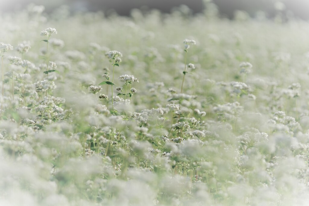 蕎麦の花畑