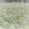 蕎麦の花畑