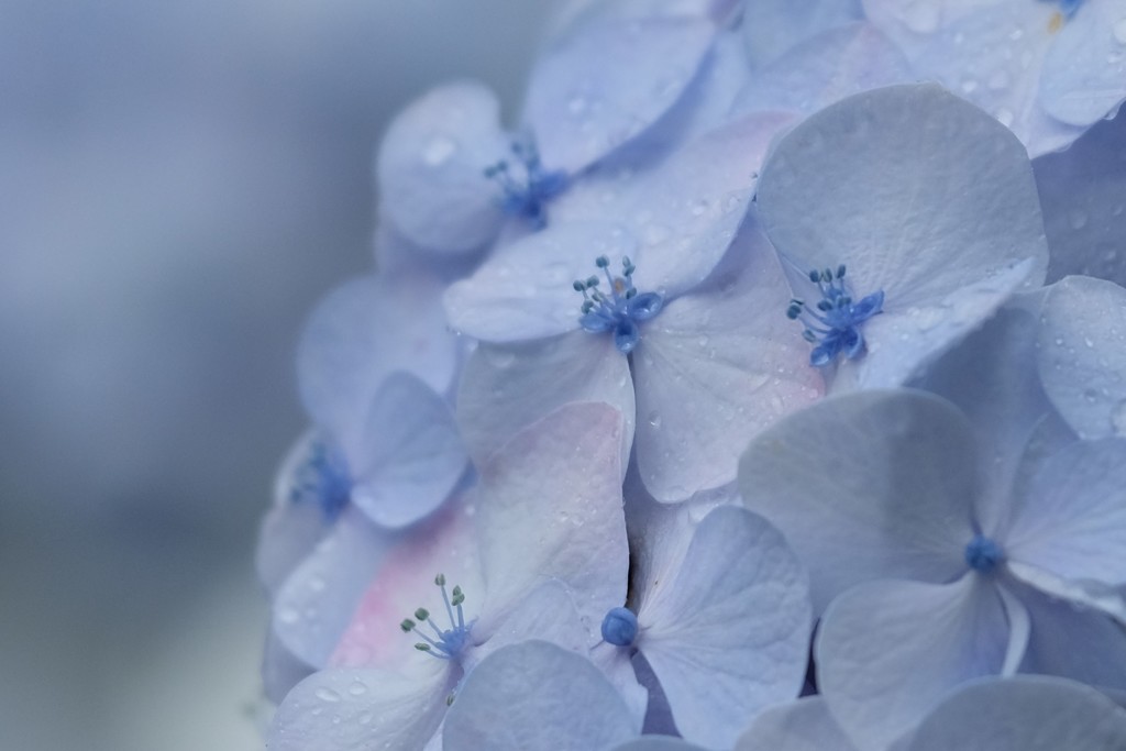 ブルーな紫陽花