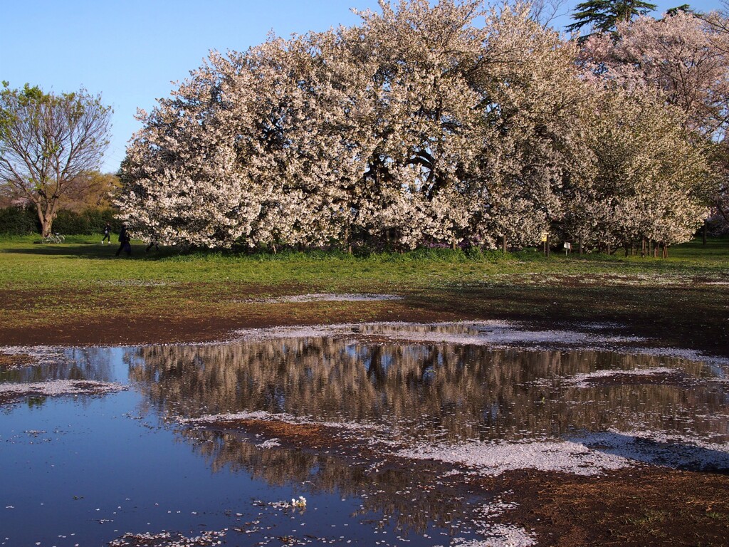 大島桜