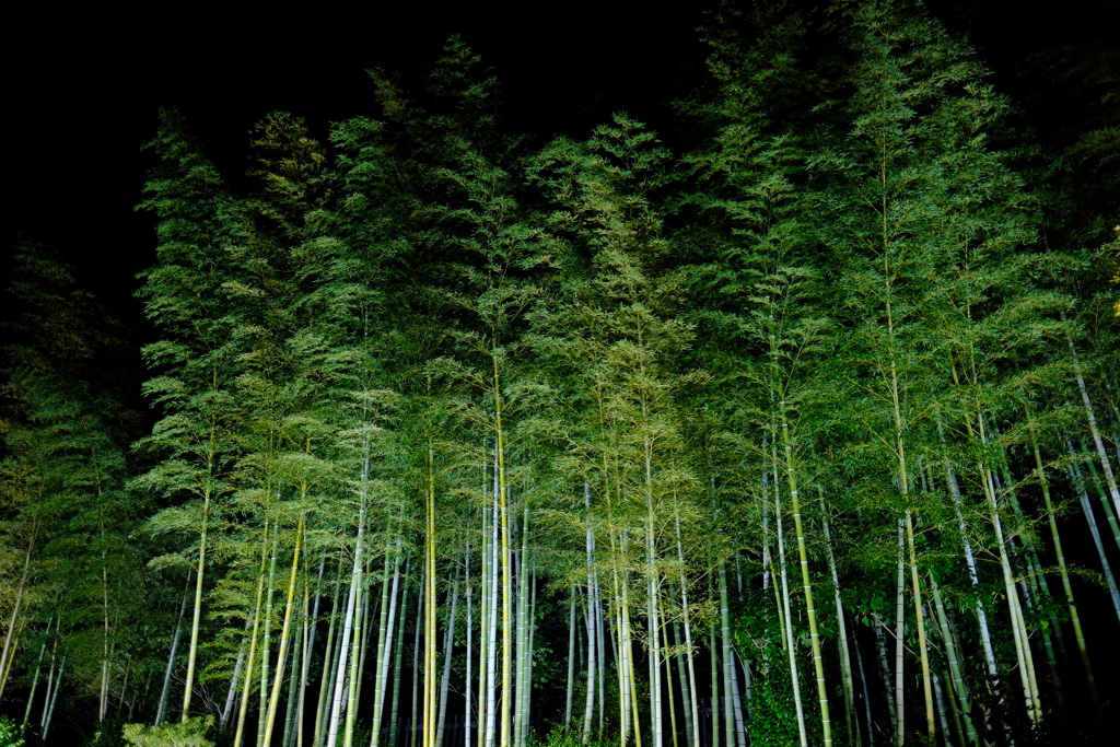 秋の夜散歩