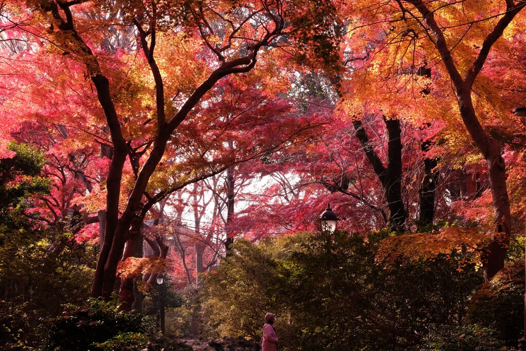 晩秋を楽しむ