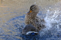 水浴び