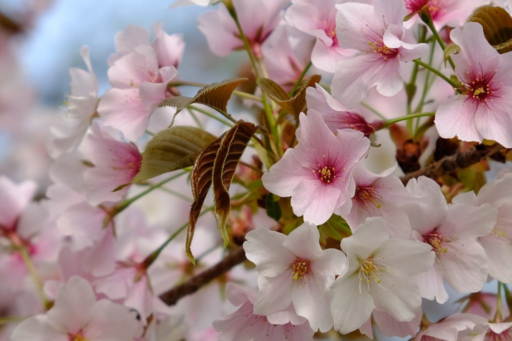 名残りの桜
