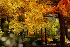 12月の紅葉