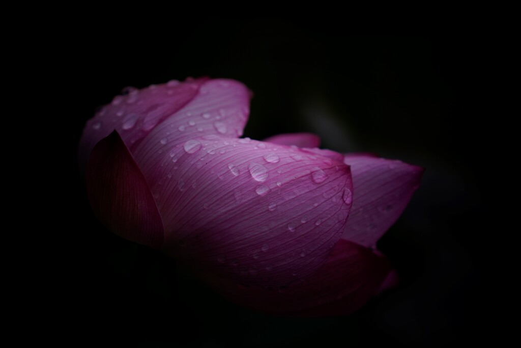 雨にも負けず