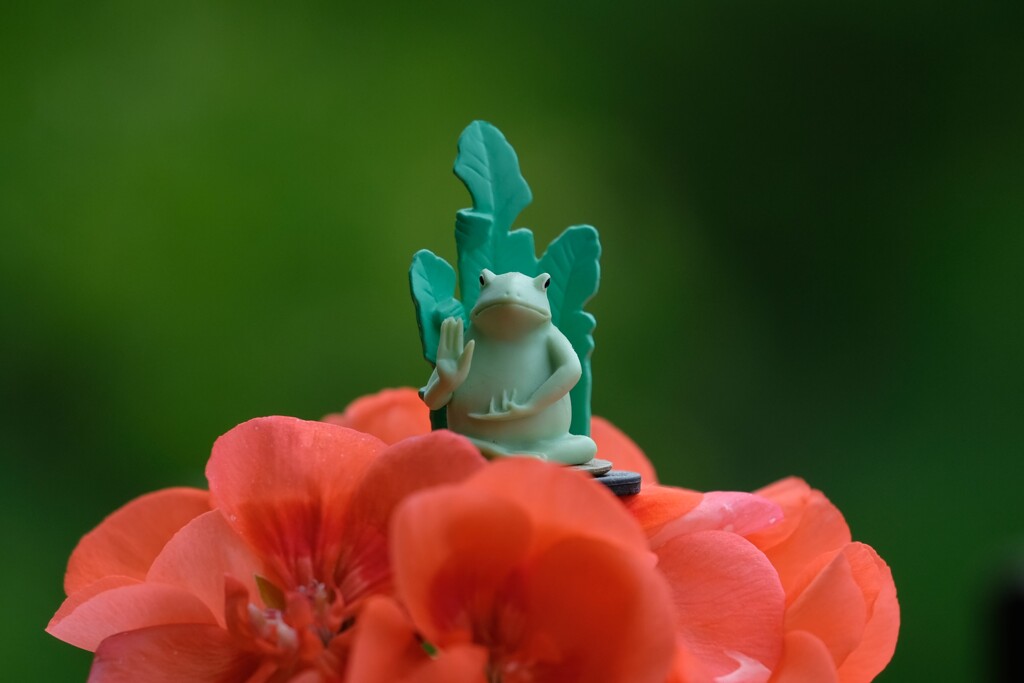 偽仏蛙