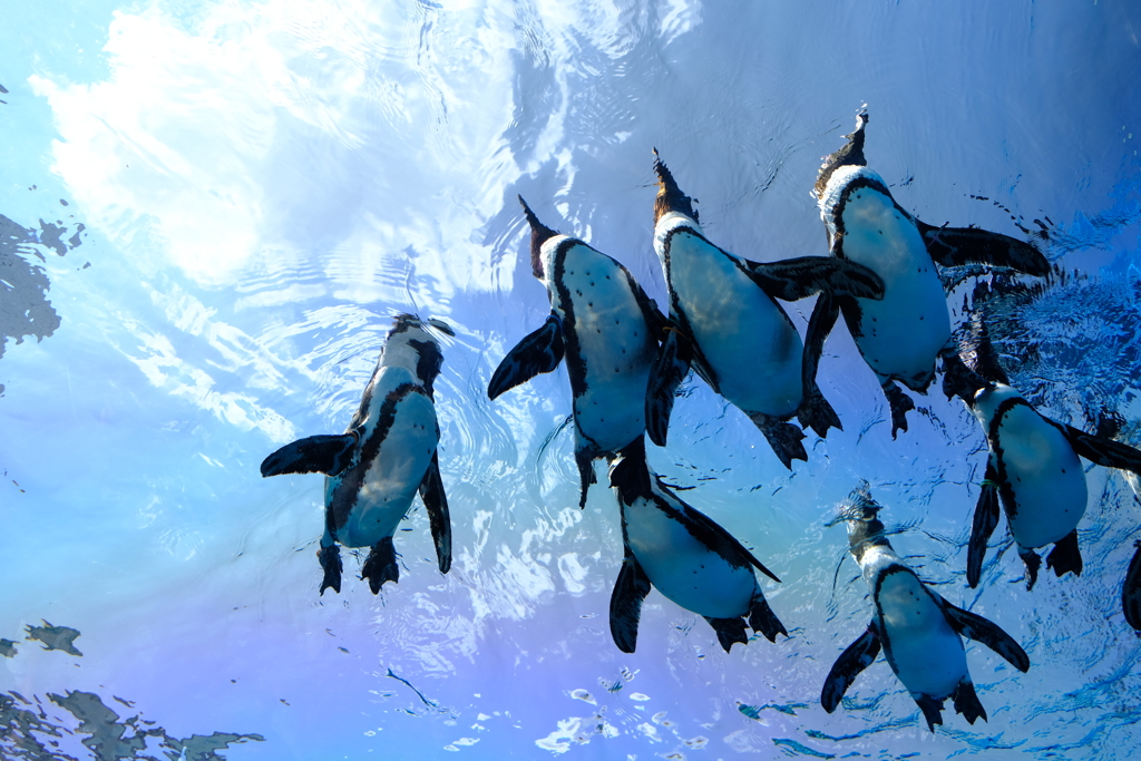 夏空とペンギン