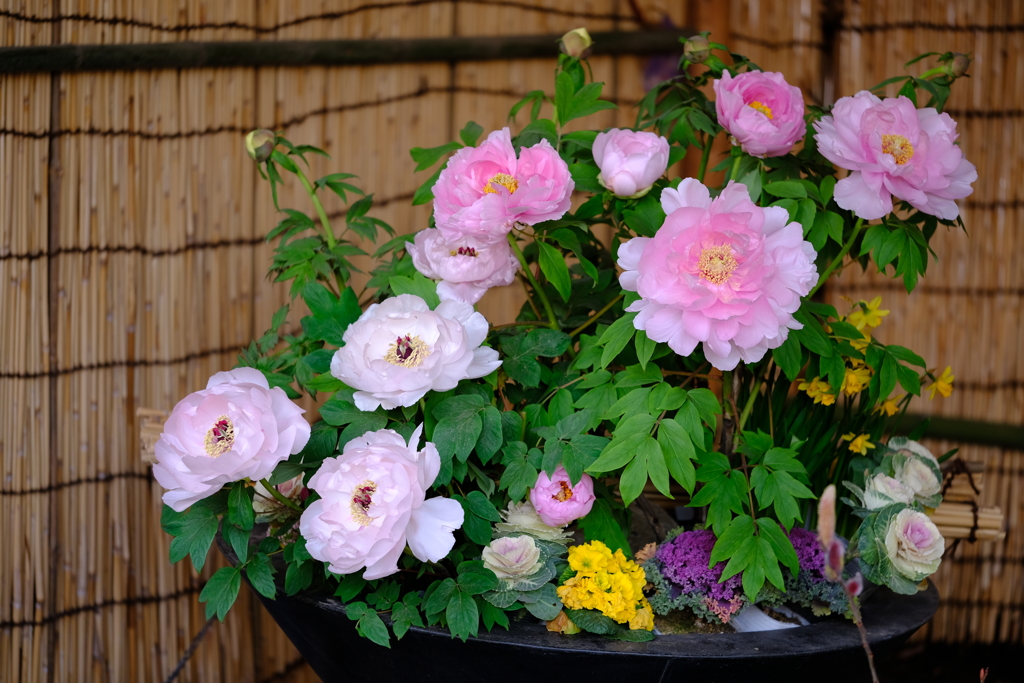 寄せ植えの牡丹