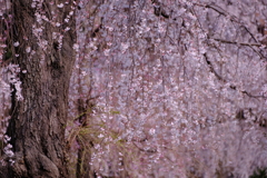 霊園の枝垂桜
