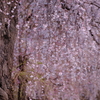 霊園の枝垂桜