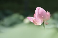 大賀蓮