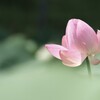 大賀蓮