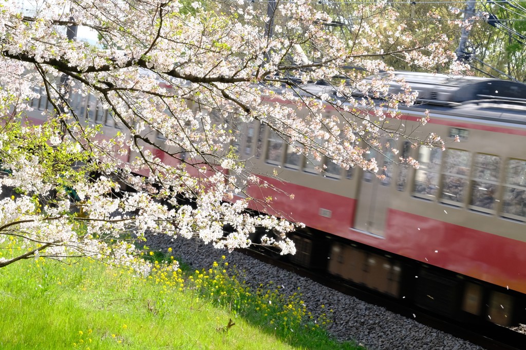 桜と西武多摩川線