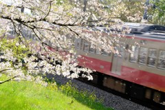 桜と西武多摩川線