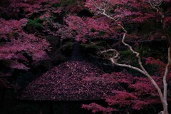 深山幽谷