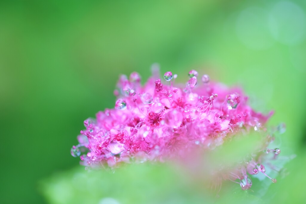 雨の日のお楽しみ