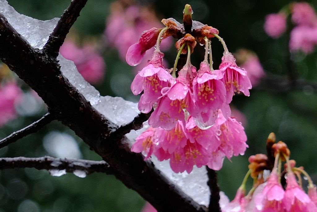 みぞれ雪の中の寒緋桜