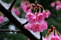みぞれ雪の中の寒緋桜