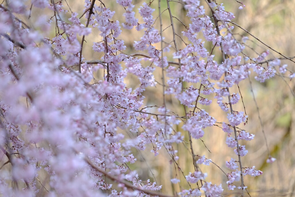 新宿御苑の枝垂れ桜　３