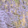 新宿御苑の枝垂れ桜　３