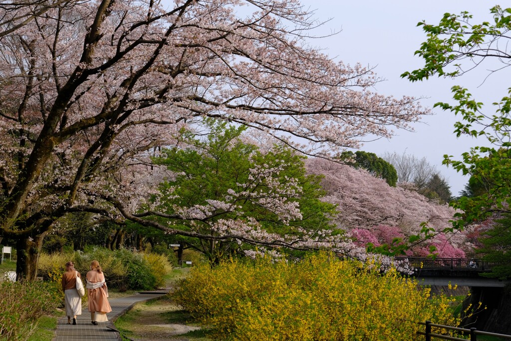 桜の記憶