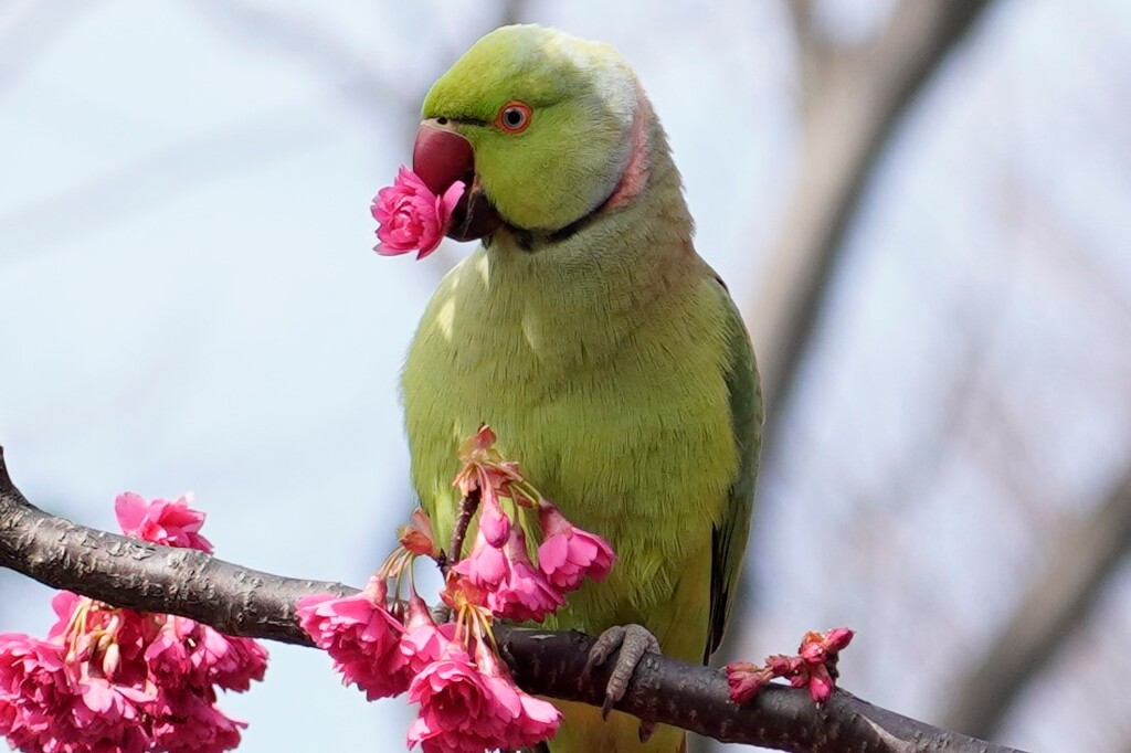 くちばしに桜