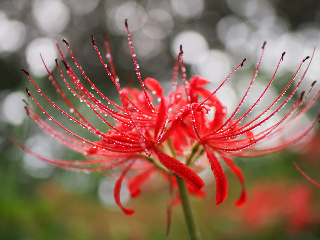 赤い曼殊沙華