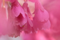 寒緋桜
