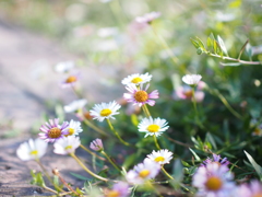 可愛い小花